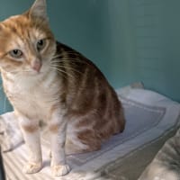 BOUNTY, chat à adopter