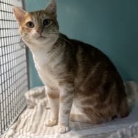 BOUNTY, chat à adopter