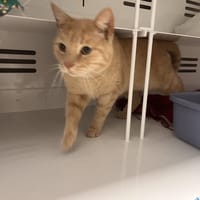 AXTON, chat à adopter