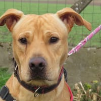 ALF, chien à adopter