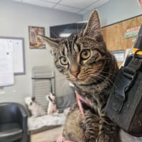 ARROW, chat à adopter
