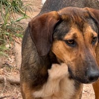 RIKA, chienne à adopter