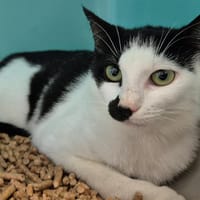 MOANA QCT, chatte à adopter