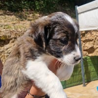 BELOTE, chienne à adopter