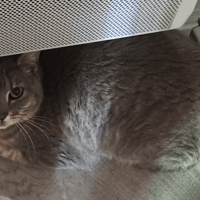BUZZ, chat à adopter