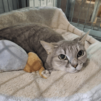 BELLADONE, chatte à adopter