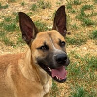 SAGRADOULE, chien à adopter