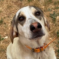 ISIS, chienne à adopter