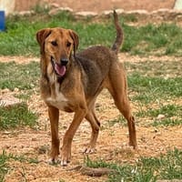 YUTA, chien à adopter