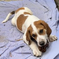 DEIMOS, chien à adopter
