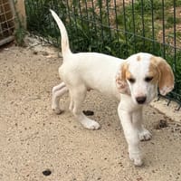 NEREÏD, chien à adopter