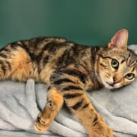 SWEDEN PAB28732, chat à adopter