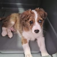 BALTO, chien à adopter