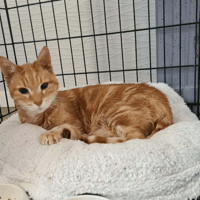 JANGO, chat à adopter
