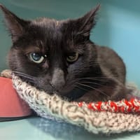 REGLISSE, chatte à adopter