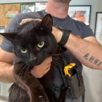 BLACKY, chat à adopter