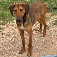 MADDIE, chienne à adopter