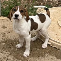 OBERON, chien à adopter