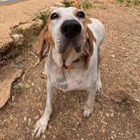 VENUS, chienne à adopter
