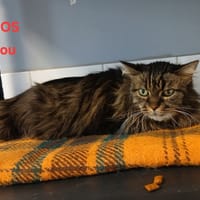 Lilou, chatte à adopter