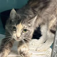 SIRA, chatte à adopter