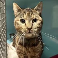MYRTILLE, chatte à adopter