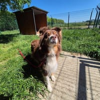 MADISON, chienne à adopter