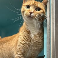 ROXANNE, chatte à adopter