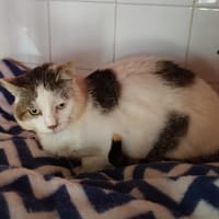 sherlock, chat à adopter