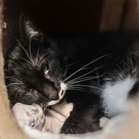 JAK, chat à adopter