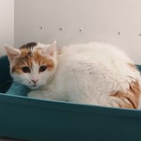 PUZZLE, chatte à adopter