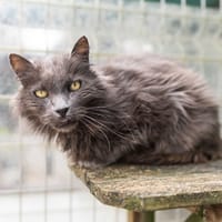ZYDOS, chat à adopter