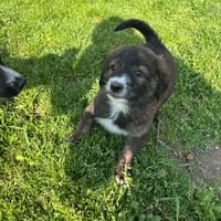 Bee, chienne à adopter