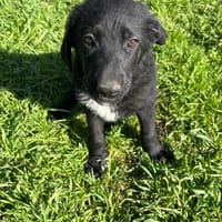 Vino, chien à adopter