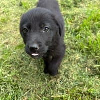 Anca, chienne à adopter