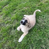 Josi, chienne à adopter