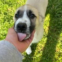 Rob, chien à adopter