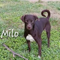 Milo, chien à adopter