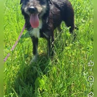 Lyra, chienne à adopter