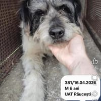 Gepetto, chien à adopter