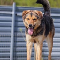 Murphy, chien à adopter