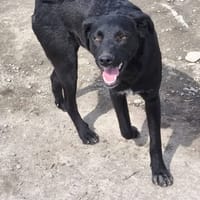 Marlo, chien à adopter