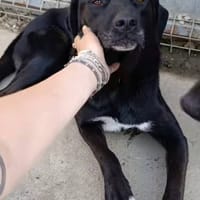 Brain, chien à adopter