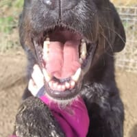 Athos, chien à adopter