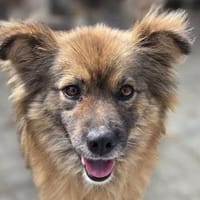 RAYA-wunderschöne,charmante Jung-Hündin, Hündin zur Adoption