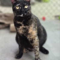 Hübsche, verspielte Katze Mercedes, Katze zur Adoption