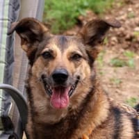 LOKI verliert alles...💔, Hündin zur Adoption