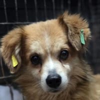 PAULI-kleiner Herzensbrecher Senior-Rüde, Hund zur Adoption
