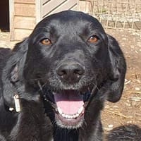 OBELIX-bildschöner Pointer-Mix-Rüde,61cm, Hund zur Adoption