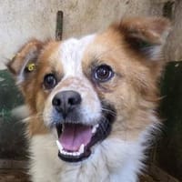 LOTHAR-wunderschöner,braun-weißer Rüde, Hund zur Adoption